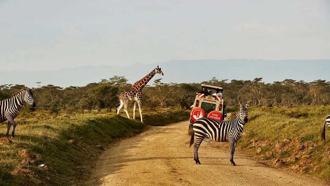 Kenya Wildlife Safari