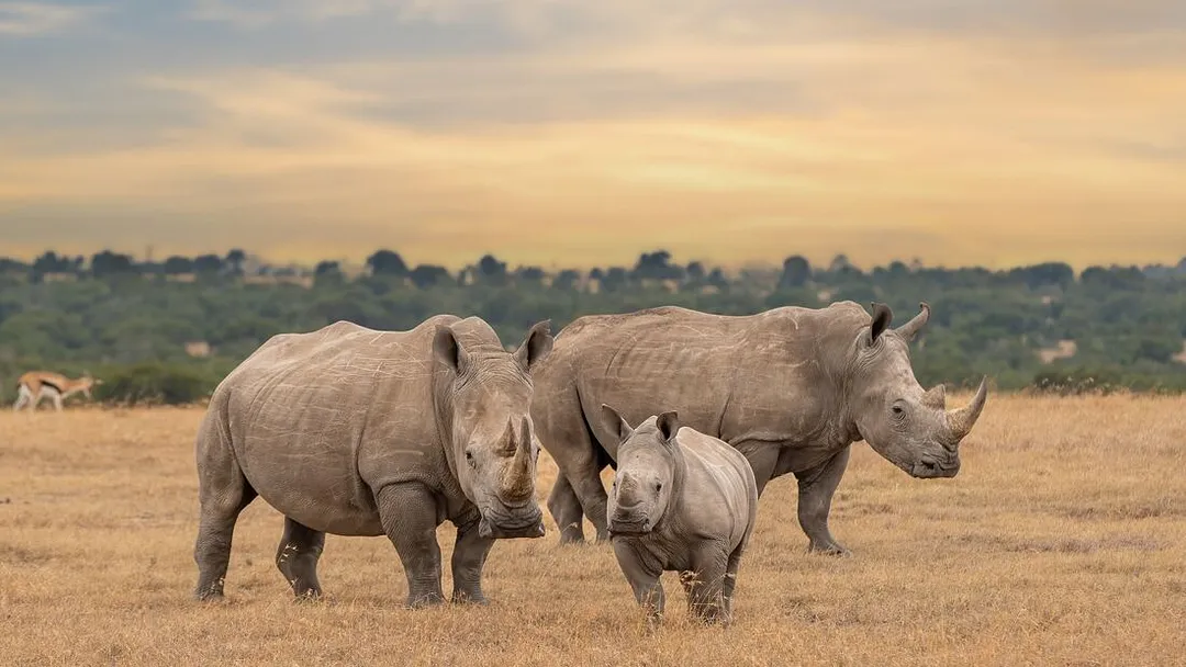 East Africa Safari Adventure