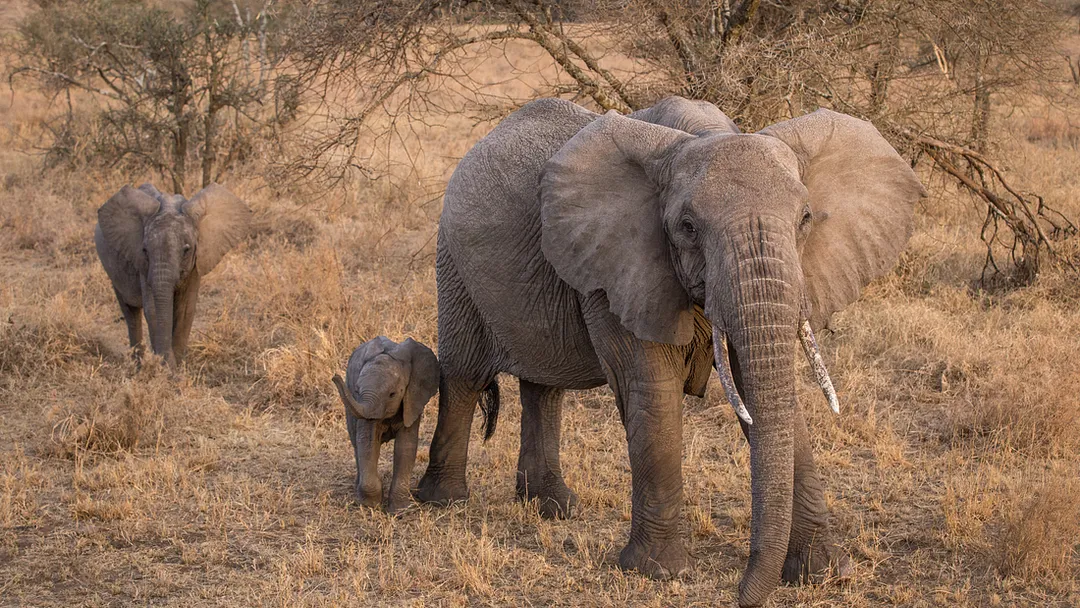 Vic Falls to Kenya