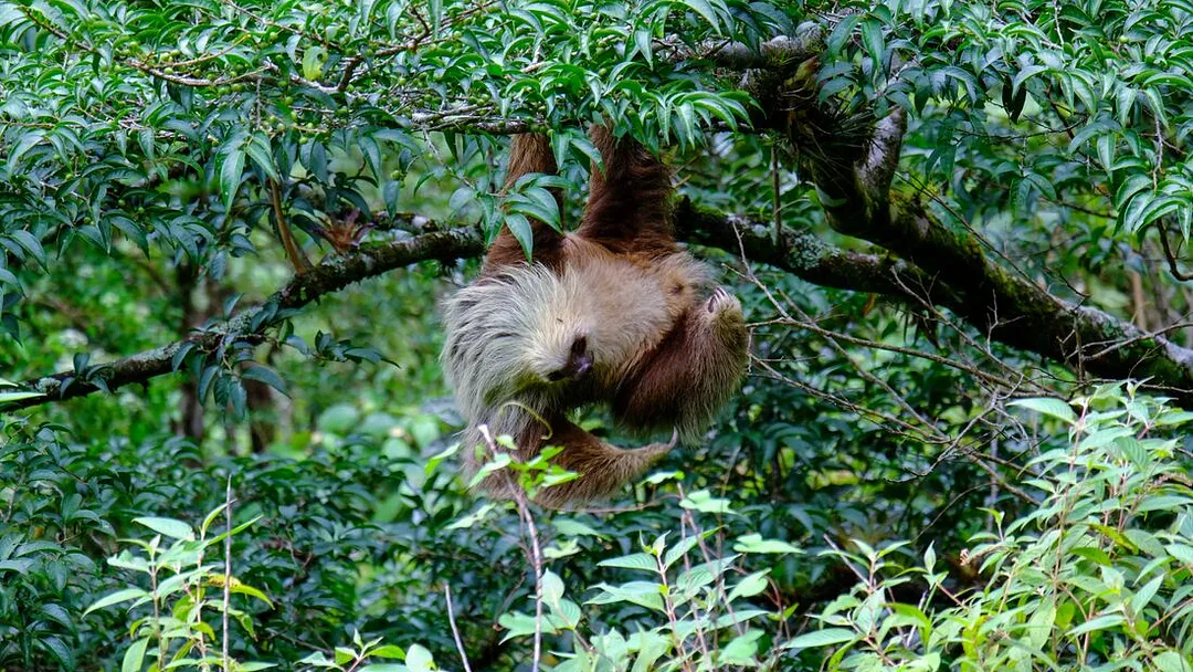 Best of Costa Rica Family Holiday