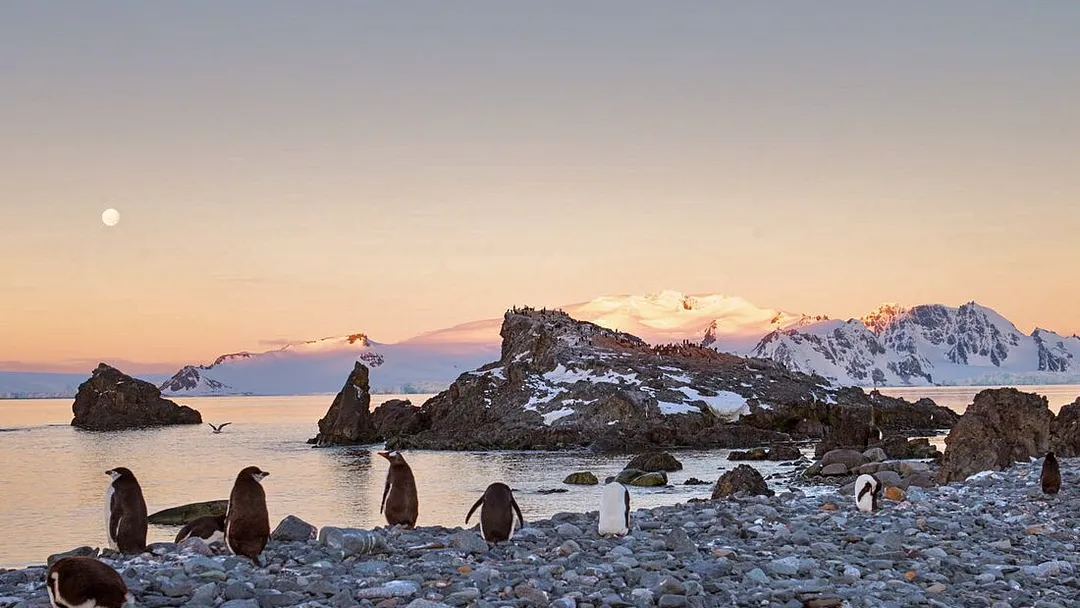 Antarctica Springs to Life (Ocean Victory) 