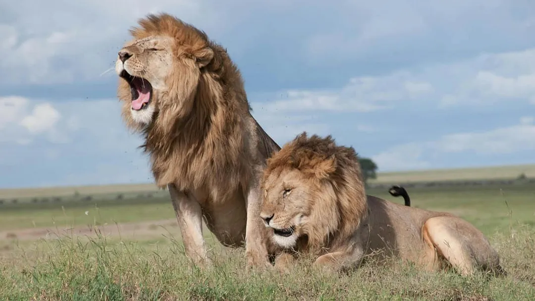 Tanzania Northern Circuit: Kilimanjaro, Serengeti & Ngorongoro