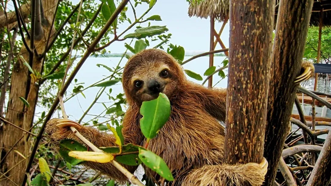 Costa Rica Essentials: Rainforests, Wildlife, Volcanoes & Beaches