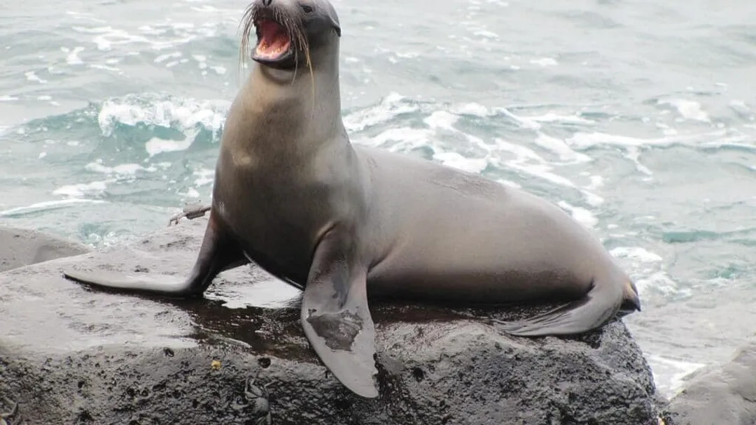 Ecuador, Galapagos, Peru & Chile: From Rainforest to Easter Island
