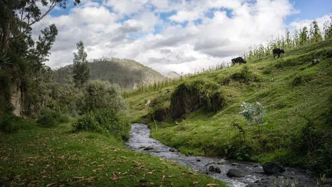 Incas with Amazon & Galapagos: Ruins, Wildlife, Culture, Rainforests & Islands