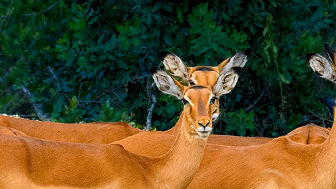 Kenya Safari