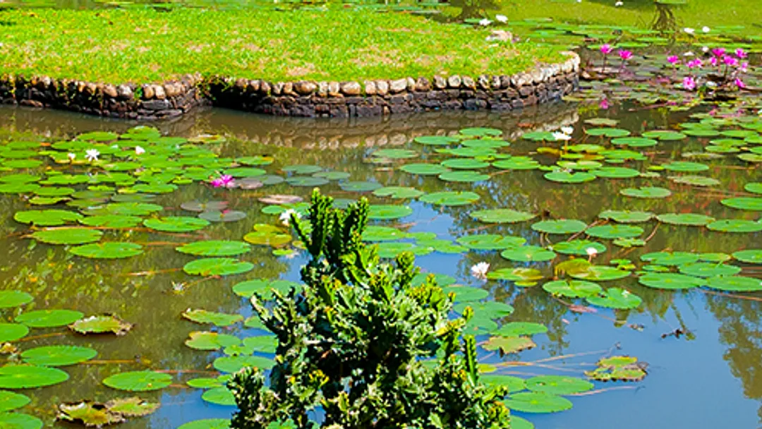 Festive Sri Lanka