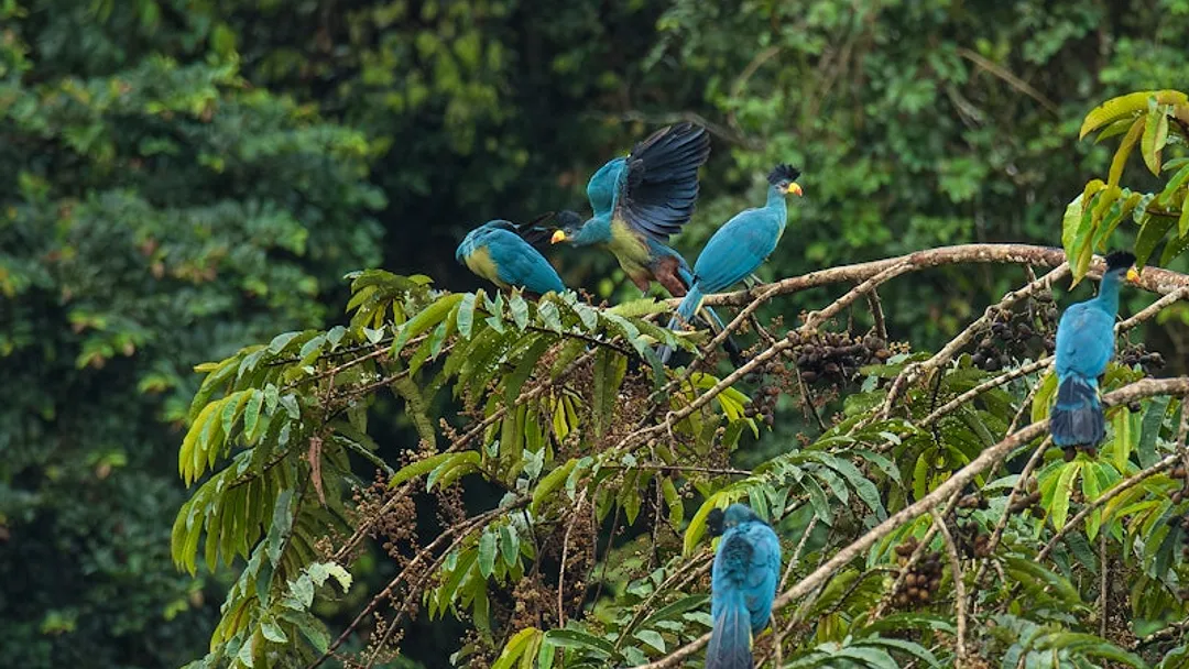 Sierra Leone Natural History Explorer