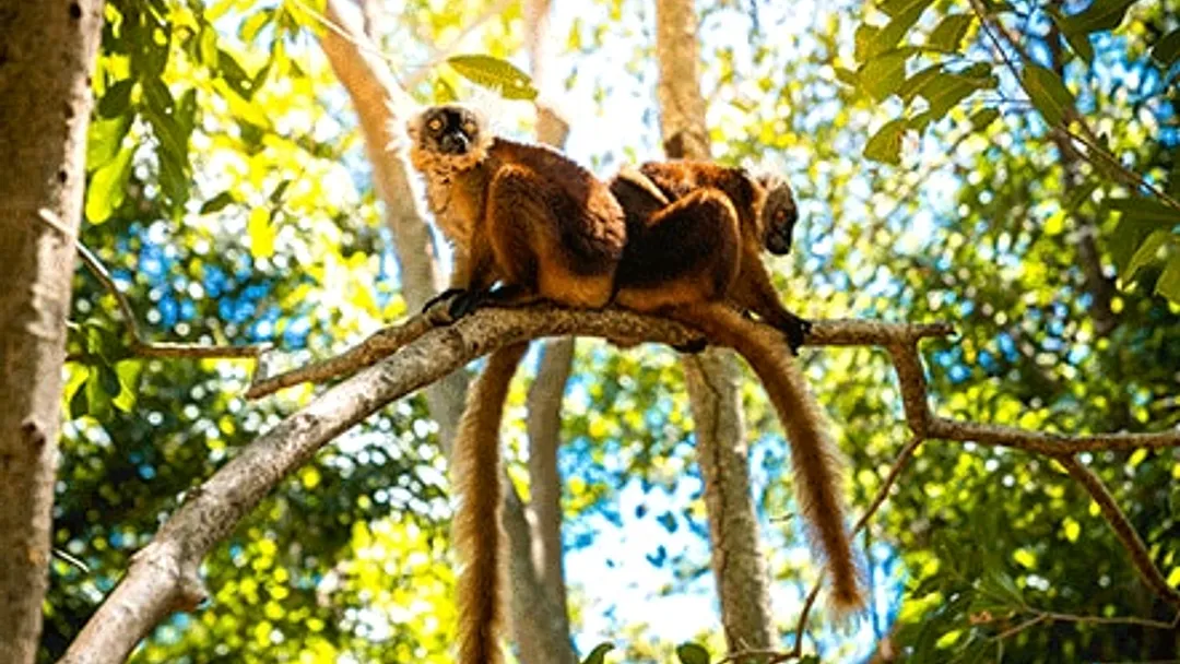 Africa & Arabia Luxury Cruise - Port Louis to Cape Town