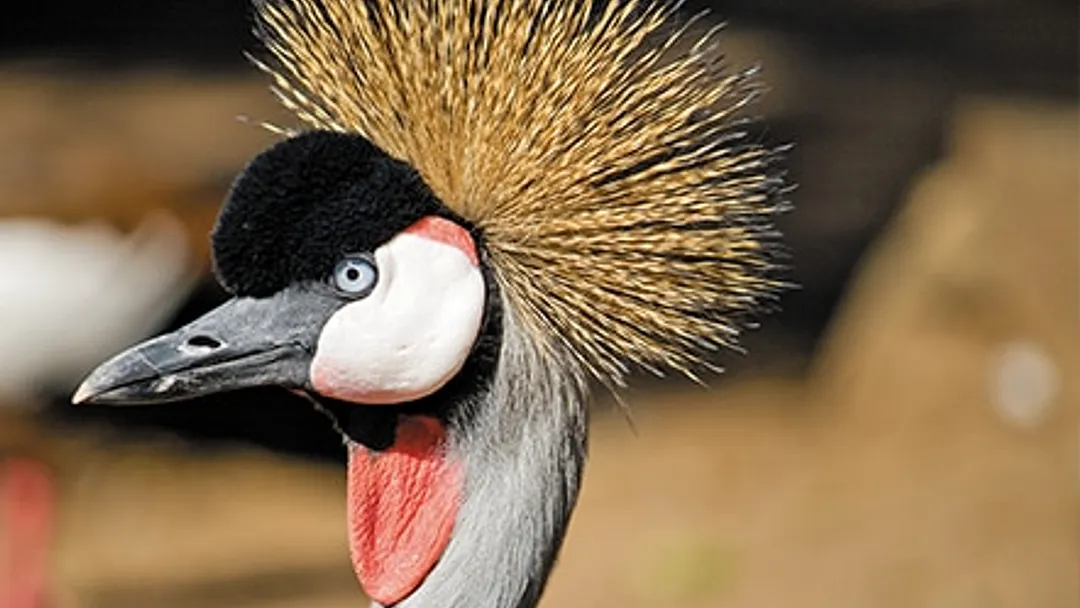 Africa & Arabia Luxury Cruise - Port Louis to Cape Town
