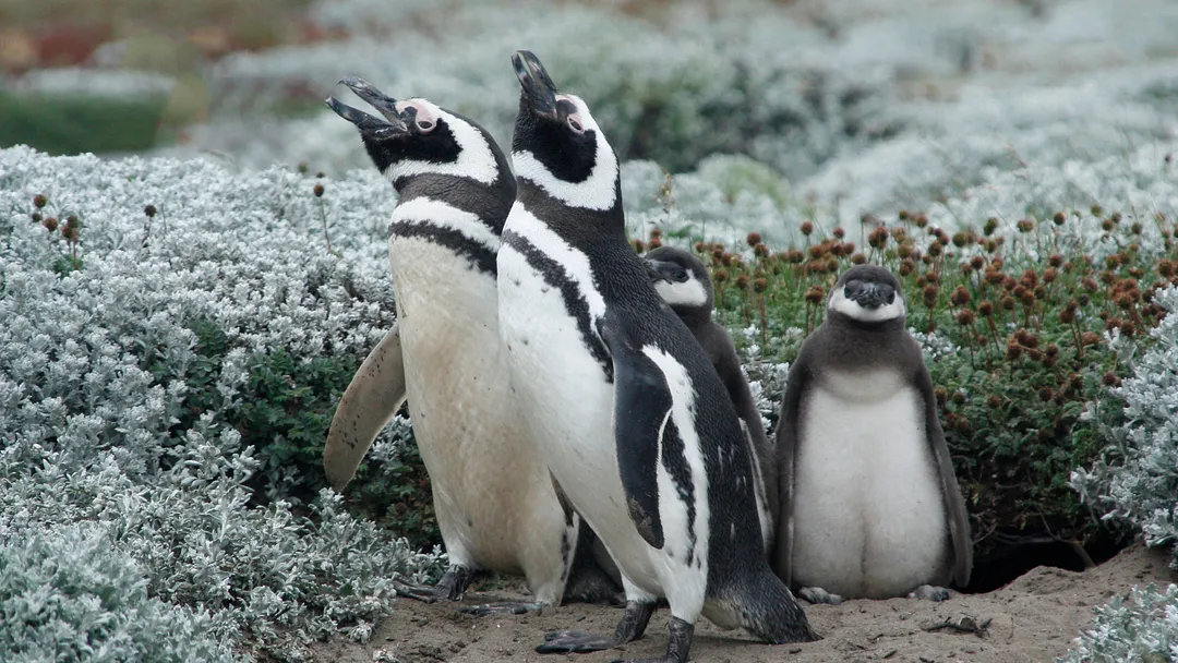 Fjords & Glaciers of Southern Chile & Patagonia by Scenic Ocean Cruises