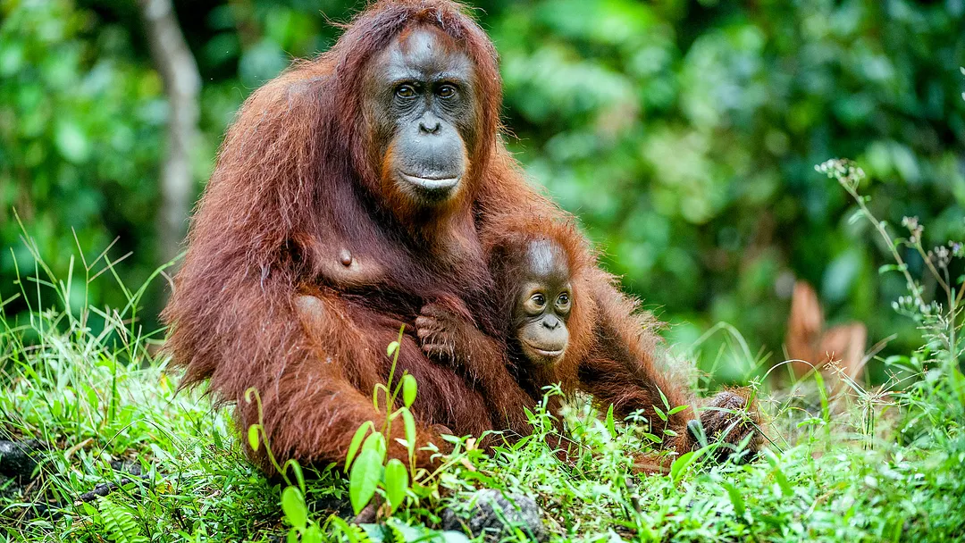Exclusive 2028 Southeast Asia, Ft. a Borneo Land Tour by Princess Cruises