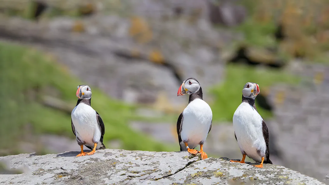 2028 No-Fly 5★ Wild British Isles by Holland America Line