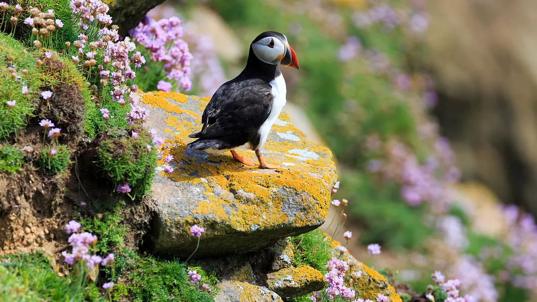 10-Day British Isles Round-Trip London: Liverpool, Edinburgh & Belfast by Norwegian Cruise Line