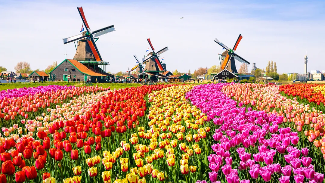Holland & Belgium at Tulip Time from Amsterdam by Uniworld River Cruises