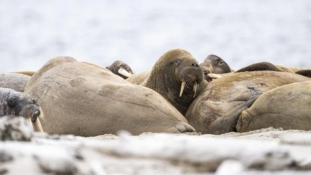 Ultimate Svalbard Cruise