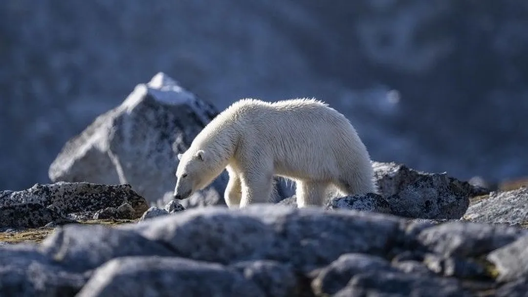 In-Depth Svalbard Cruise