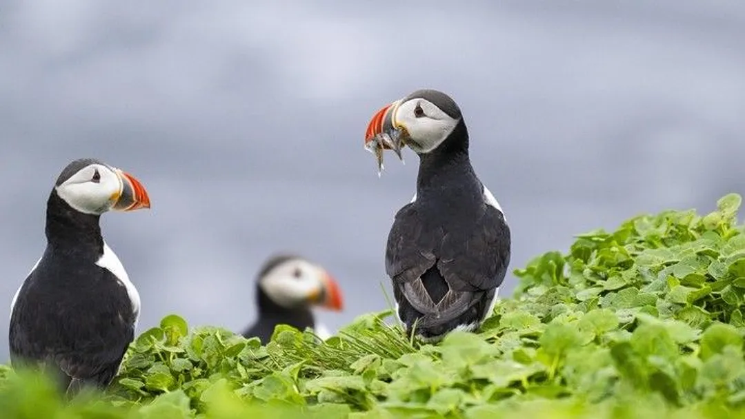 Remote Arctic Cruise: Svalbard to Iceland
