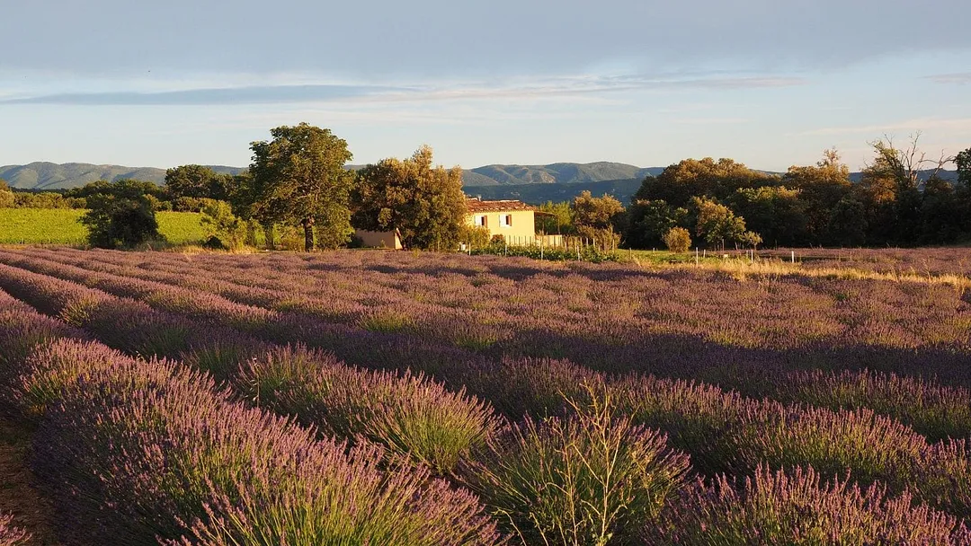 Provence in Detail