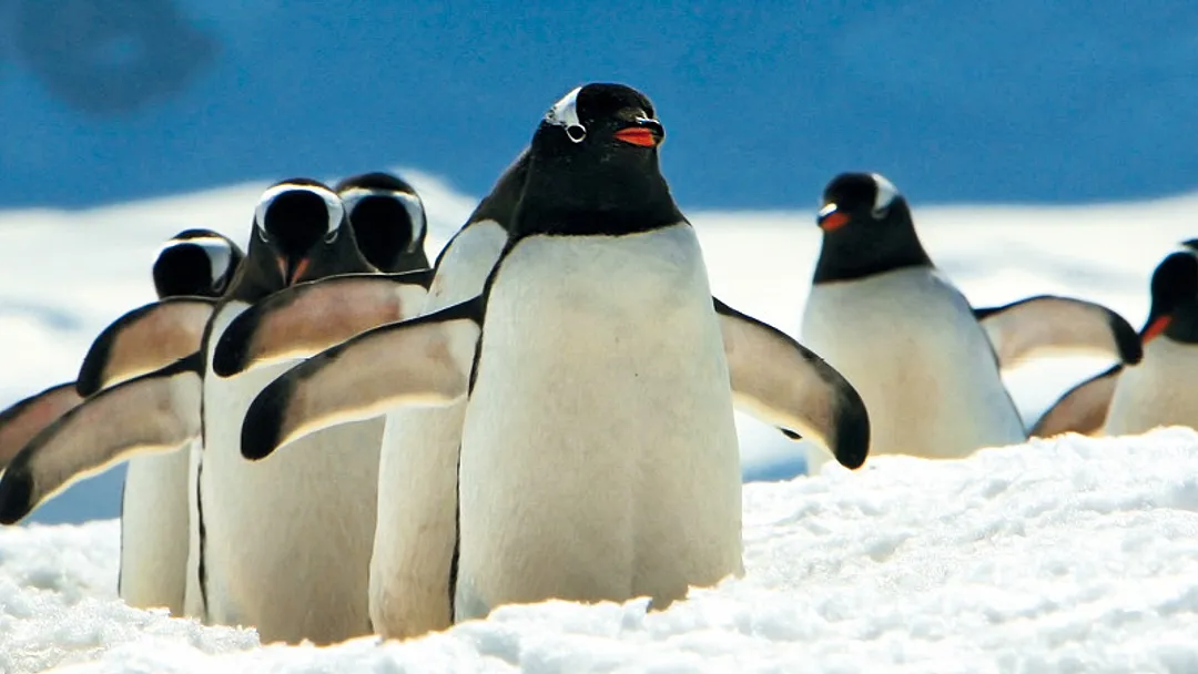 Antarctica Expedition Cruise with a tour to Rio and Iguazu Falls