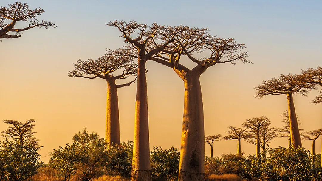 Madagascar - Land of the Lemur