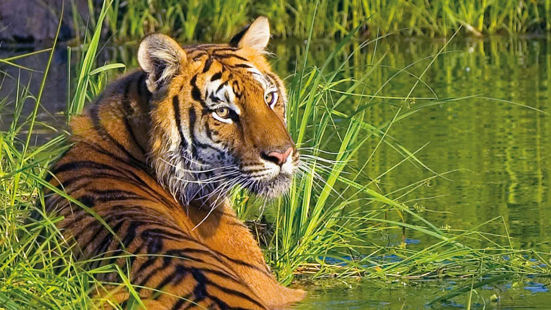 Wonders of India & The Tiger Trail